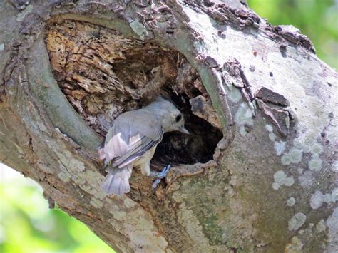 Black-crested Titmouse - eBird