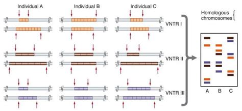 Image result for DNA Fingerprinting Graph