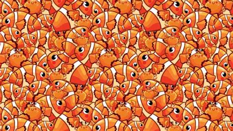 Picture Puzzle IQ Test: Can You Spot The Starfish Hidden Among Fish And ...