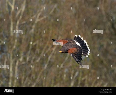 Harris's hawk Parabuteo unicinctus in flight Stock Photo - Alamy