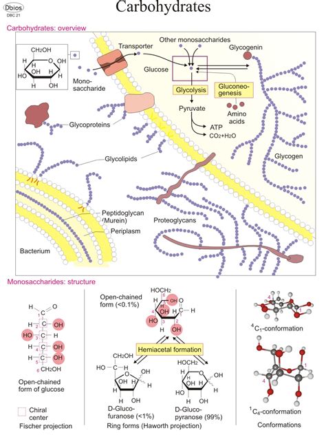 Biochemistry Charts – For Classes, Not Masses