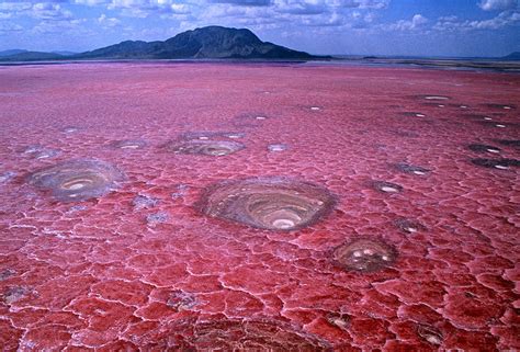lake-natron-turns-animals-into-statues | তানজানিয়ার 'খুনি হ্রদ ...