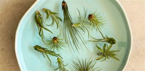 How to Properly Water Air Plants 的图像结果