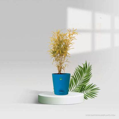 Aralia Golden Ball Pot Plant – Santhi Online Plants