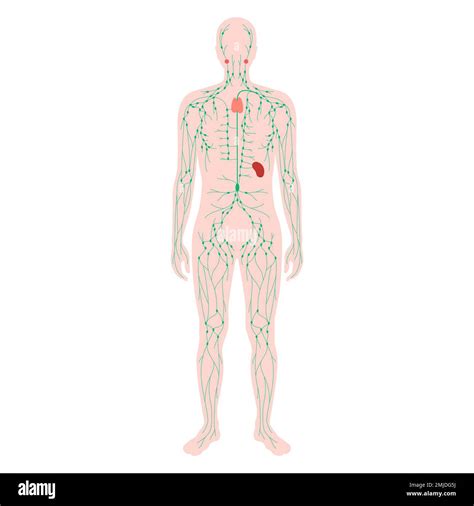 Lymphatic system, illustration Stock Photo - Alamy