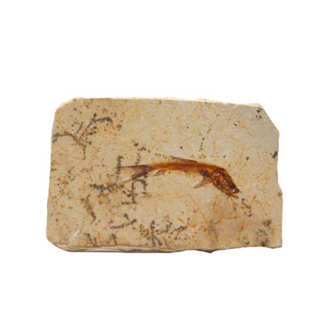 Fish Fossil – CrystalCaveIndia