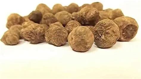 Teak Wood Seeds (Tectona Grandis) Sagwan Tree Seeds - SRI SAI FORESTRY