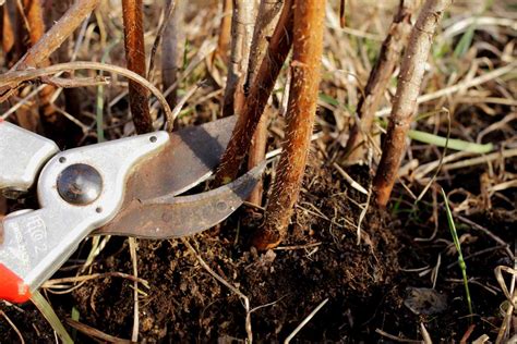 How to Trim Raspberry Bushes in Spring 的图像结果