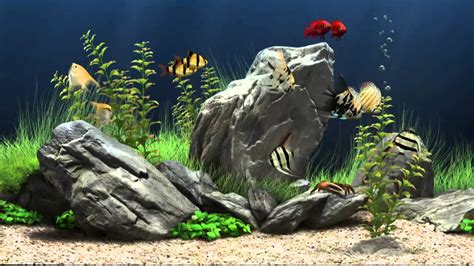 Bildergebnis für youtube screen savers background aquarium