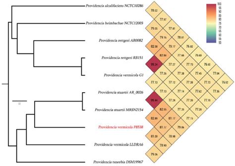 First Genome Description of Providencia vermicola Isolate Bearing NDM-1 ...