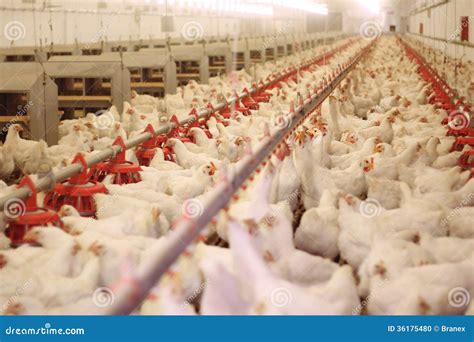 Chicken Farm, Poultry stock photo. Image of country, chicken - 36175480