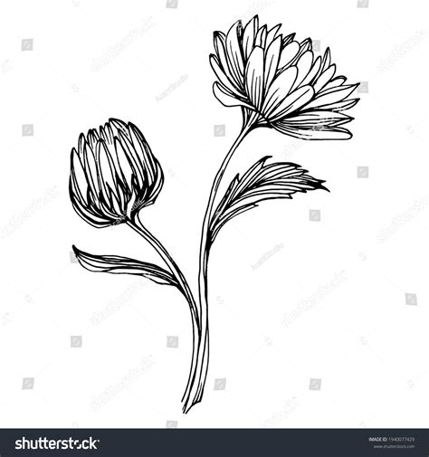 Chrysanthemum Drawing Chrysanthemum Drawing Practice. : R/drawings