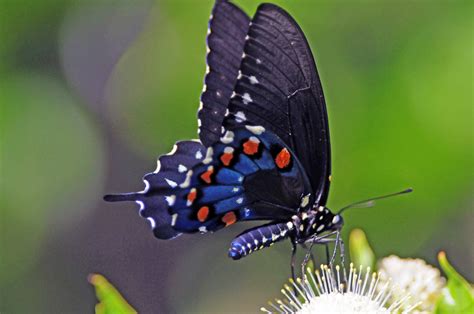 Pipevine Swallowtail Butterfly on Flower