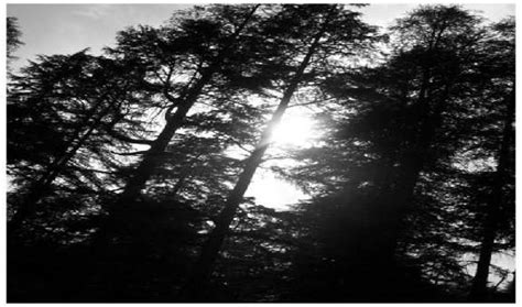 Hidimba Temple Manali - Ancient sanctuary in the mountains | Incredible ...