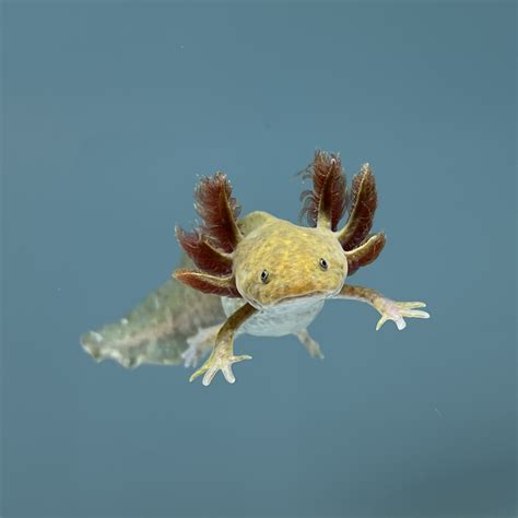 Axolotl as Pets for Your Garden Pond - Sweeney Feeders