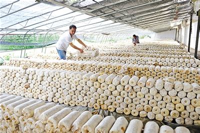 贵州食用菌产值年均增长速度位居全国榜首__财经头条