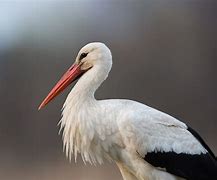 Image result for stork