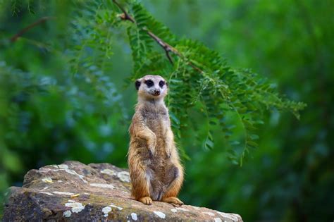 Image result for CNN Feature Extraction From Signal Python Code