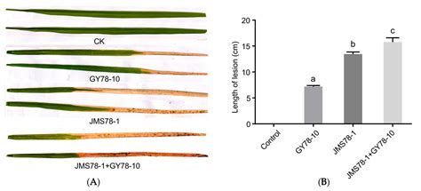 An Emerging Bacterial Leaf Disease in Rice Caused by Pantoea ananatis ...