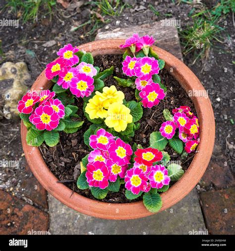 Primula plants with flowers in a terracotta pot Stock Photo - Alamy