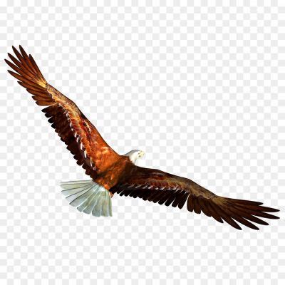 Soaring Eagle PNG Clipart - Pngsource