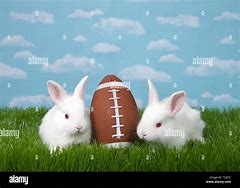 Image result for White Fluffy Baby Bunnies Albino