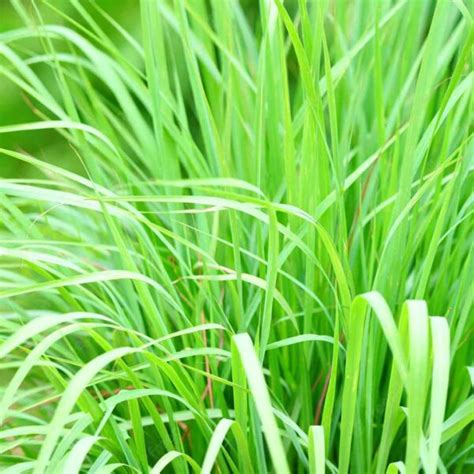 Lemon grass-Cymbopogon citratus – Santhi Online Plants