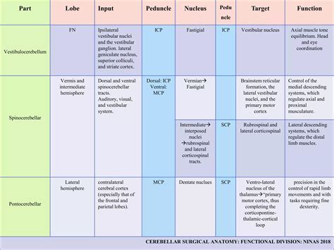 Cerebellum surgical anatomy | PPTX