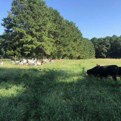 Multispecies Forage and Grazing Fall Field Day, J.C. Howard Farms, Pink ...