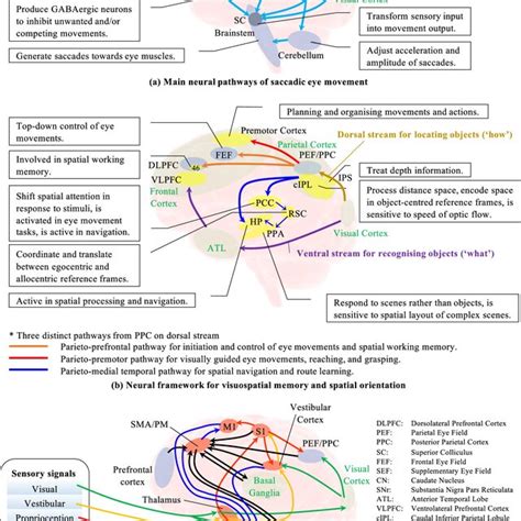Memory Pathways 的图像结果