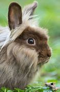Image result for Dwarf Lionhead Brown and White