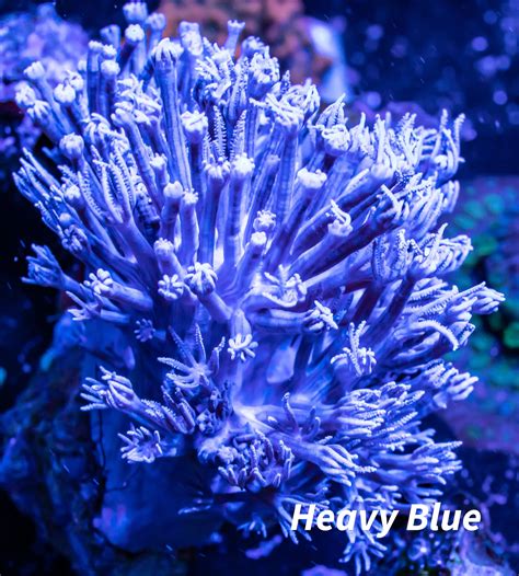 "Buy High-Quality Pulsing Xenia Coral for Your Aquarium | Order Now" – Zeo Box Reef Aquaculture