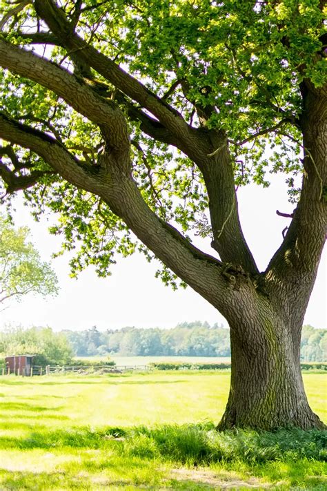 Image result for Tree Identification Guide With