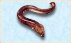 Fresh Water eel