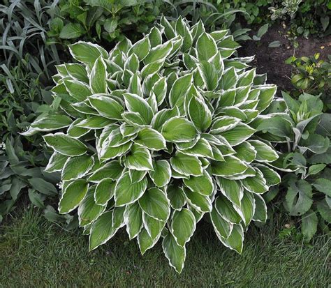 12 Best Plants to Grow in Shade | Torres' Plants and Flowers