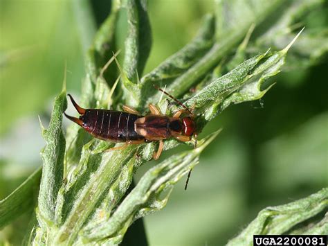 How Do I Get Rid of Earwigs in My Garden?