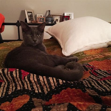 Foggy looks alert just before falling into a deep, snore-f… | Flickr