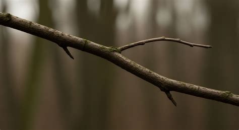 What Is the Connection between Acid Rain and High-Elevation Forest ...