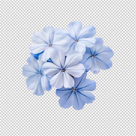 White plumbago or cape leadwort flower close up small blue flower ...
