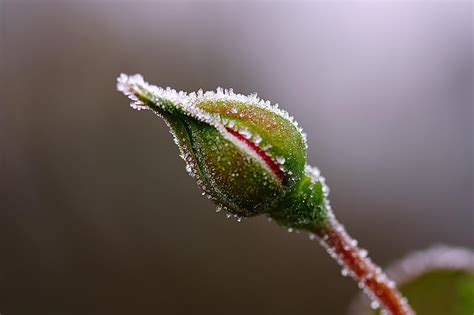 “Nip in the Bud” 싹을 제거하다. - OWL Dictionary