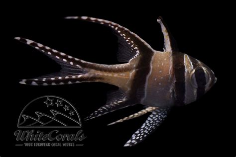 Pterapogon kauderni - Banggai Kardinalbarsch (Nachzuch - online kaufen