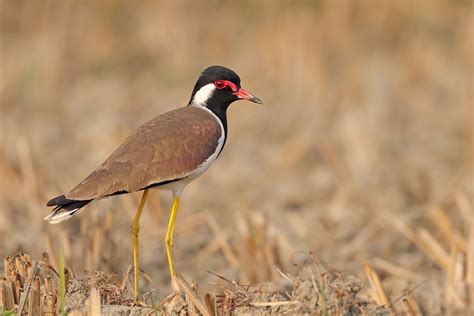 The Lapwings Of India | Nature inFocus
