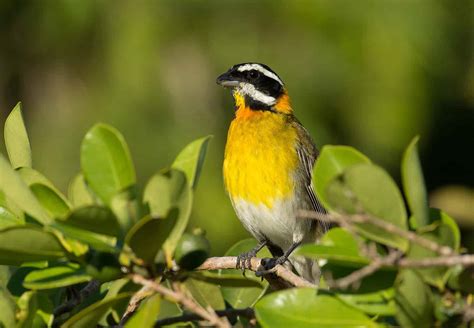 Wildlife in Puerto Rico - Types of Puerto Rican Animals - A-Z Animals