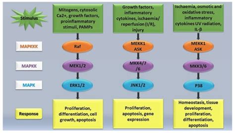 Cellular Signalling and Photobiomodulation in Chronic Wound Repair