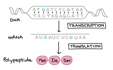 How to Code DNA Sequence Practice 的图像结果