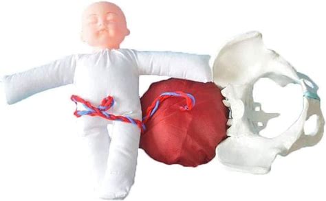 Skeleton Model Childbirth Model, Wiht Female Pelvis India | Ubuy