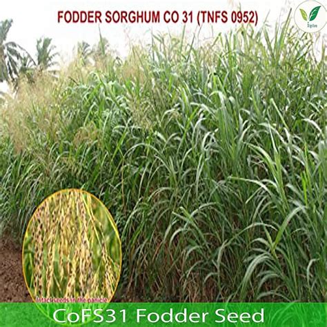 Fodder Seeds - IAgrifarm Bersesem seeds Trader - Retailer from Tirunelveli