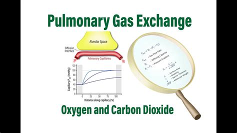 Image result for Diffusing Capacity CO2