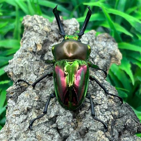 Rainbow stag beetle (Phalacrognathus muelleri) - HappyForestStore
