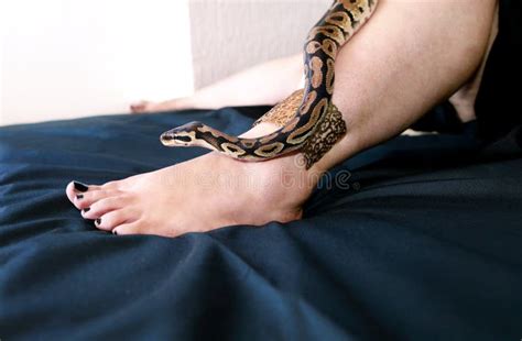 Image result for 6 Foot Ball Python